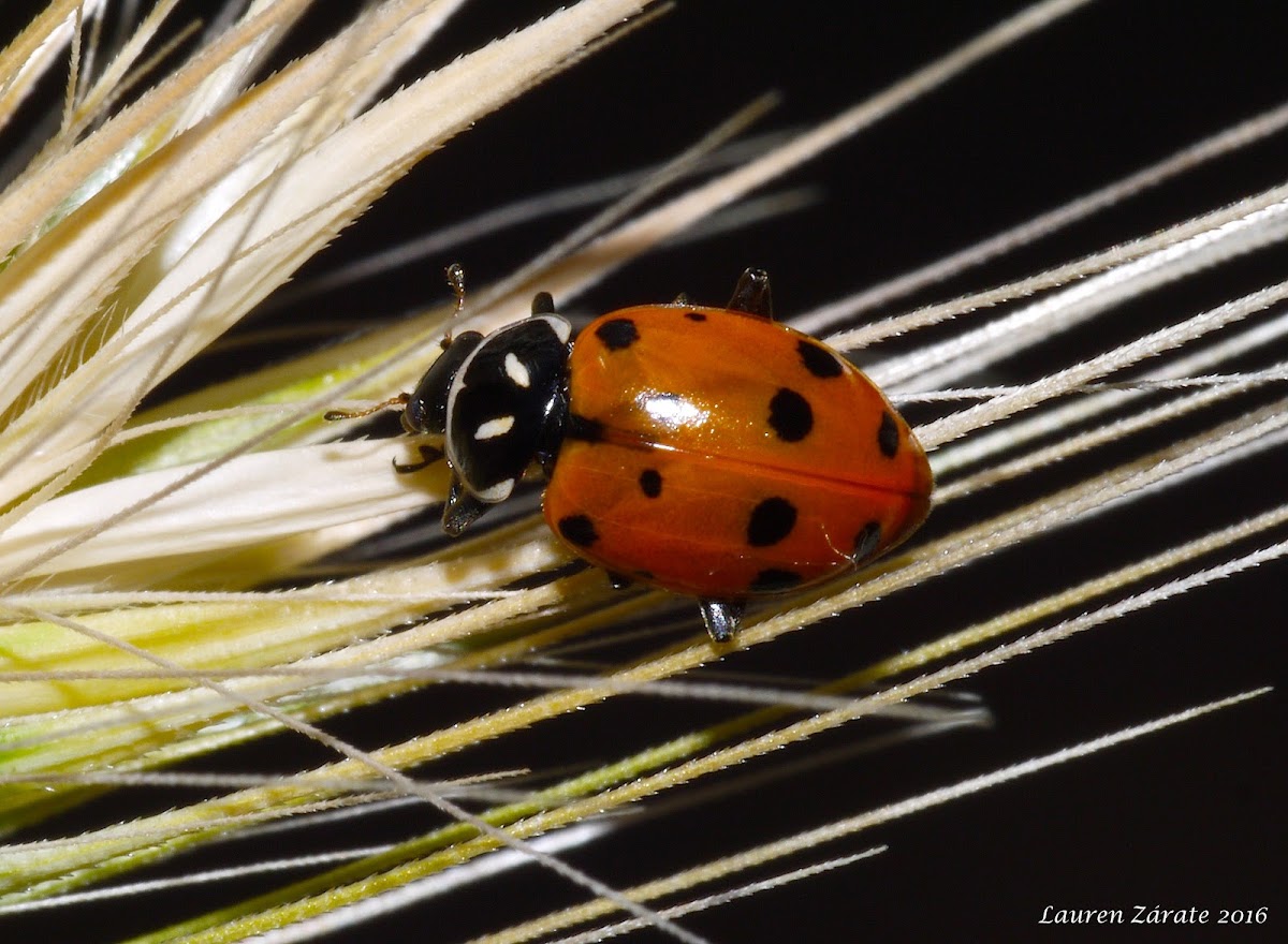 Convergent Lady Beetle