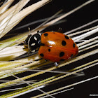 Convergent Lady Beetle