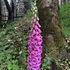 Foxglove