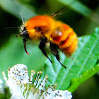 Common Carder-Bee; Abejorro de Campo