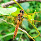 Crimson marsh glider female