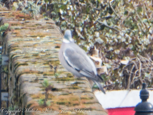 Woodpigeon