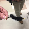 Giant Leopard Moth Caterpillar