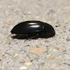 Water Scavenger Beetle