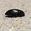 Water Scavenger Beetle