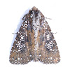 Noctuid Moth