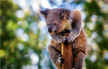 Koala Themes & New Tab small promo image