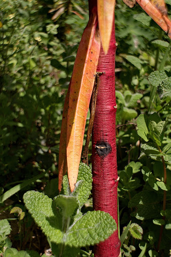 Euphorbia lathyris