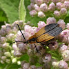 Net-winged Beetle