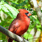 Northern cardinal