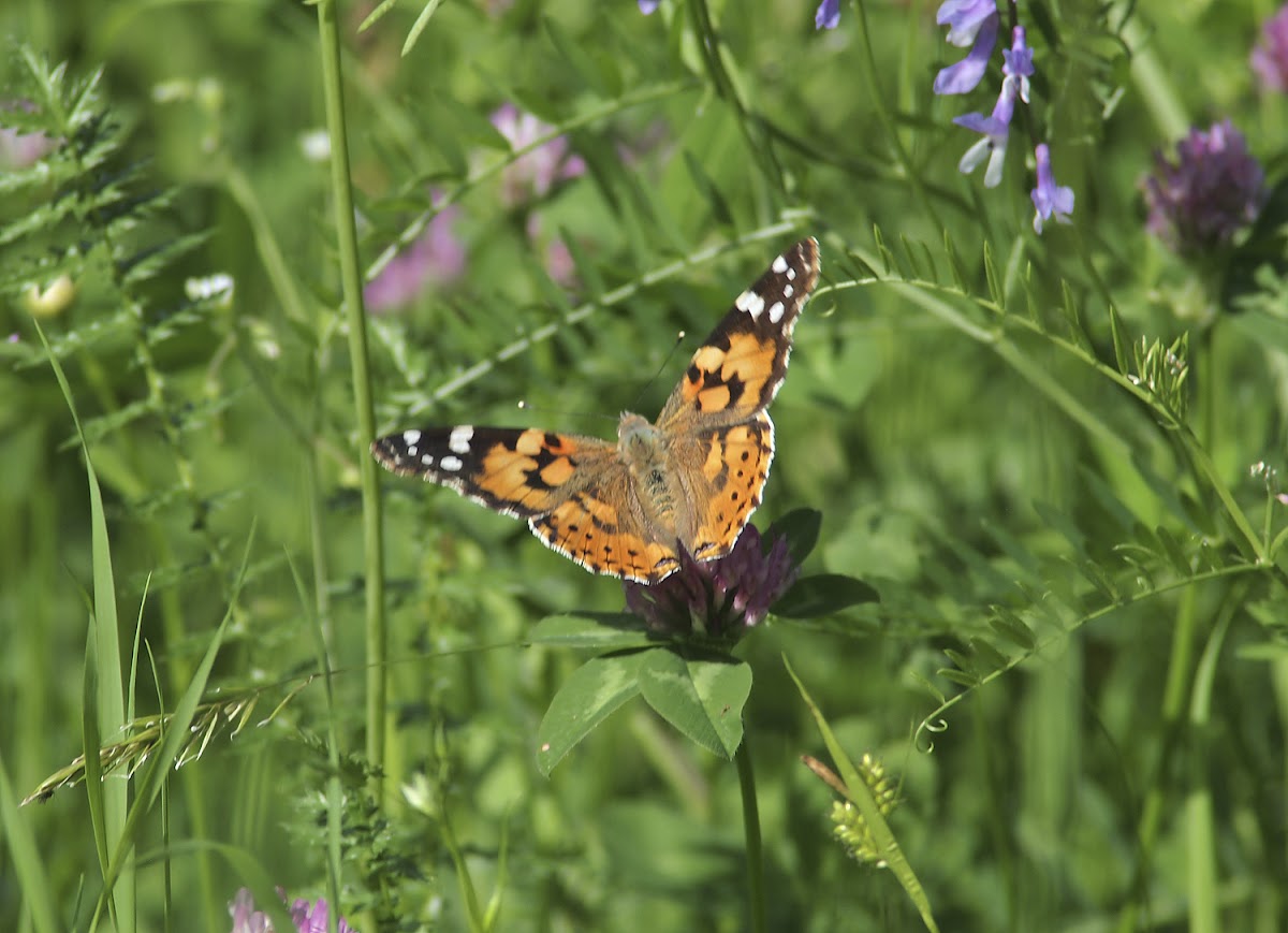 Painted lady