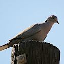 Eurasian Collared-Dove