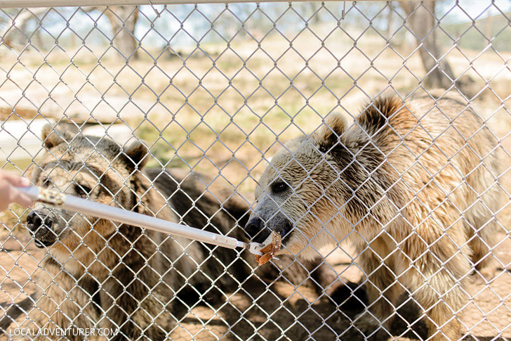 Feeding Grizzly Bears at Lions Tigers Bears Animal Rescue Center.