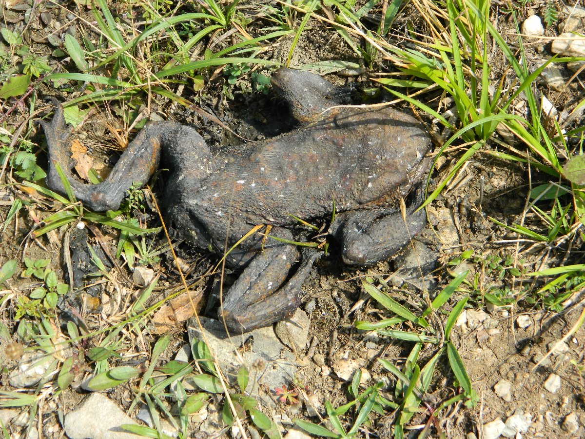 European toad