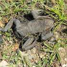 European toad