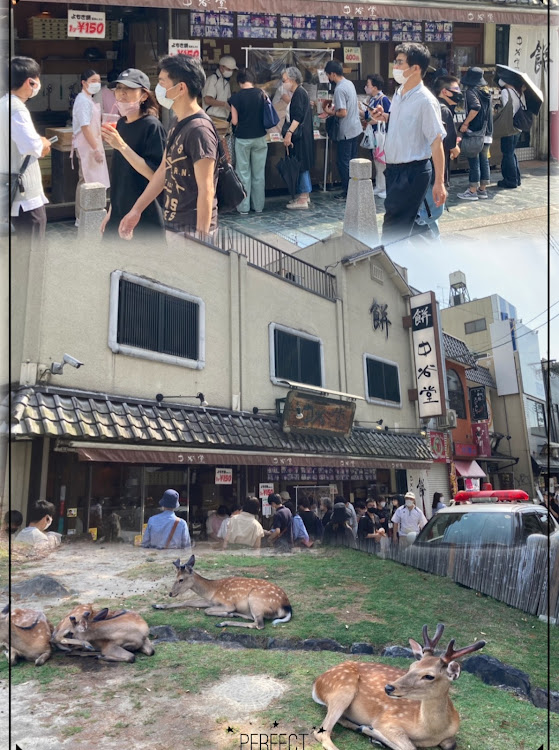 シビックタイプRの天理彩華ラーメン・中西ピーナツ・中谷堂・奈良公園・鹿🦌せんべいに関するカスタム事例の投稿画像5枚目