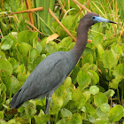 Little Blue Heron