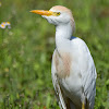 Cattle Egret