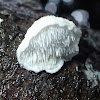 Spined bracket fungus