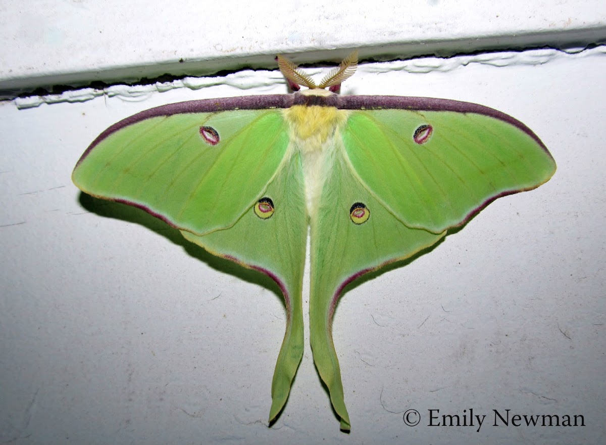 Luna Moth