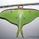 Luna Moth