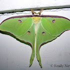 Luna Moth