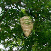 Hornet nest