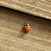 Seven-spotted lady beetle