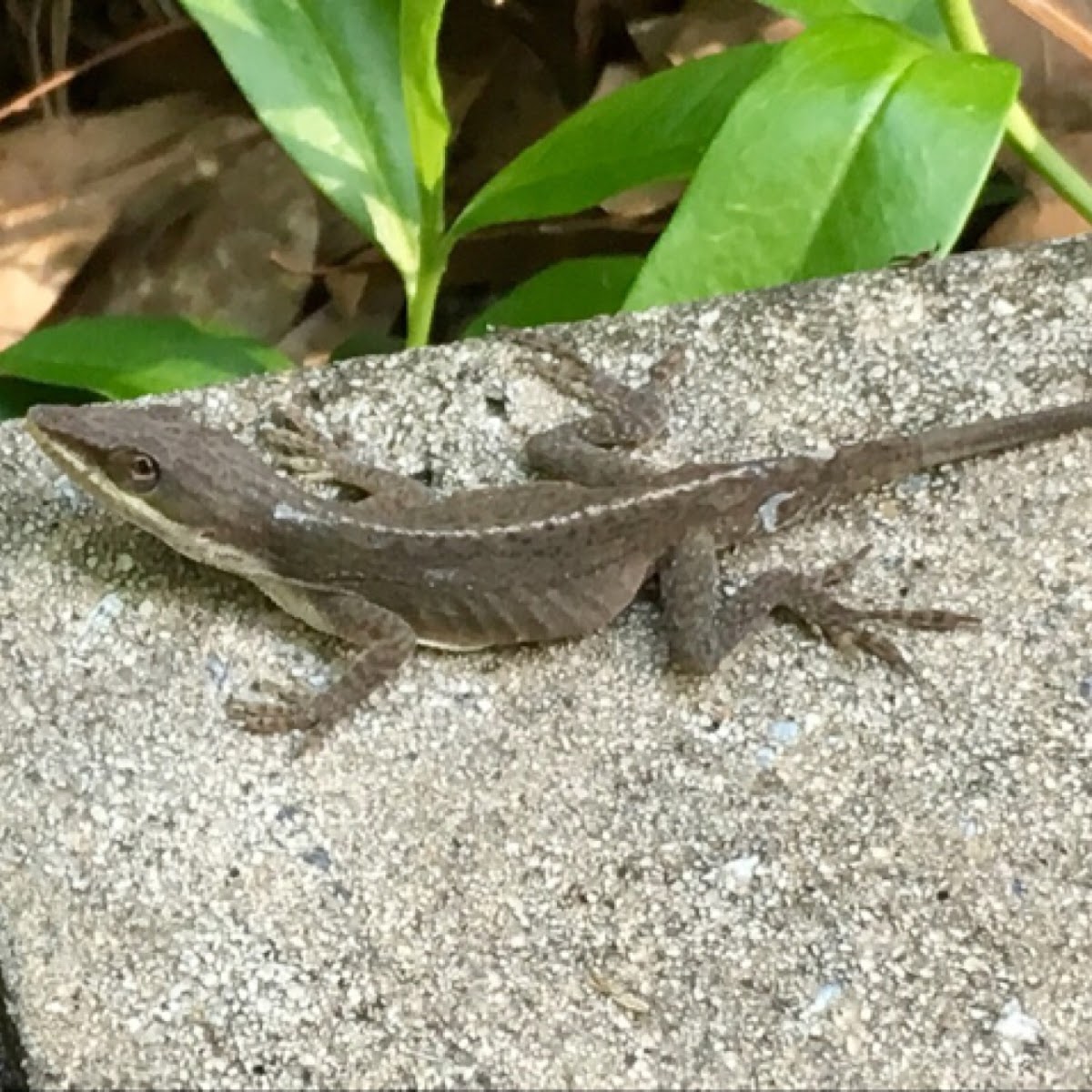 Green Anole - female