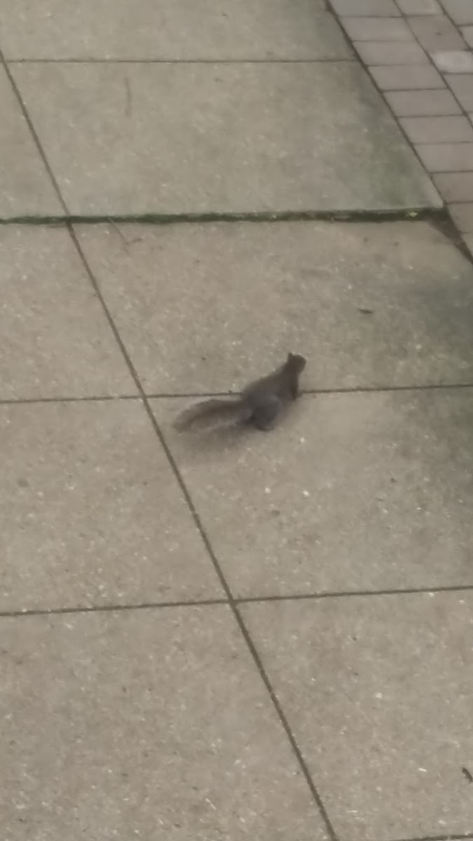 Eastern gray squirrel