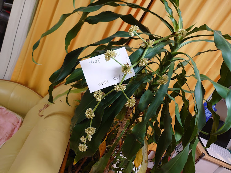 りょういちさんが投稿したヤフーニュース・ドラセナ・幸福の木花咲く・幸福の木・どらせなに関するカスタム事例の投稿画像7枚目