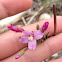 Hairy Willow Herb