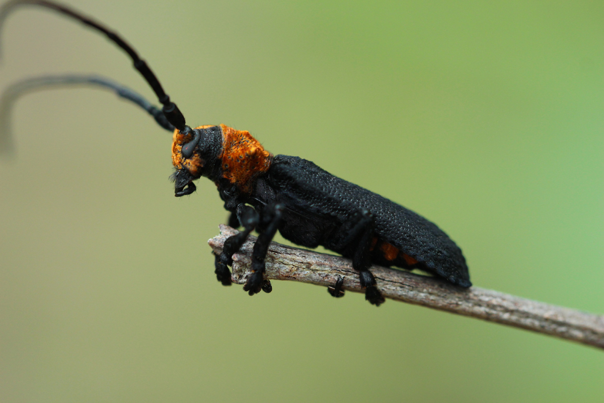 longhorn beetle