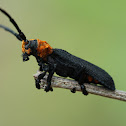 longhorn beetle