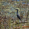 Yellow-crowned Night-Heron