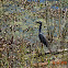 Yellow-crowned Night-Heron