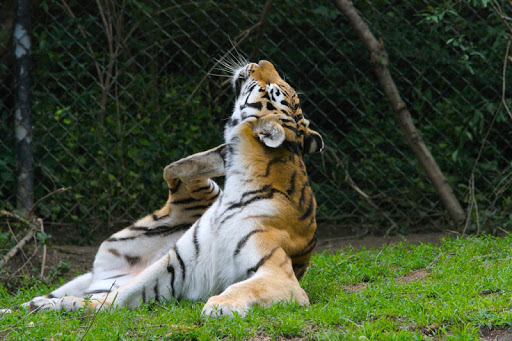 Bengal Tigers Wallpapers FREE