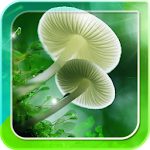 Mushroom Live Wallpaper Apk