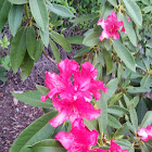 Pacific rhododendron