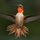 Rufous Hummingbird