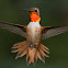 Rufous Hummingbird