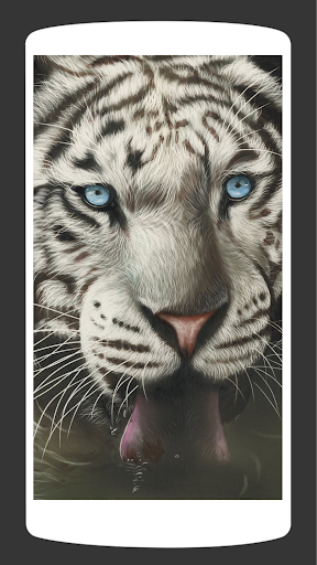 White Tiger Wallpaper HD 4K