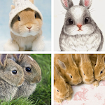 Cover Image of Télécharger Easter Bunny Wallpapers: HD images Free download 1.2.33 APK