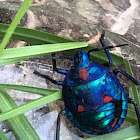 Harlequin cotton bug