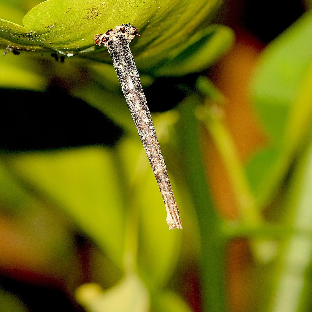 Bagworm Moth