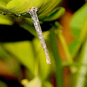 Bagworm Moth