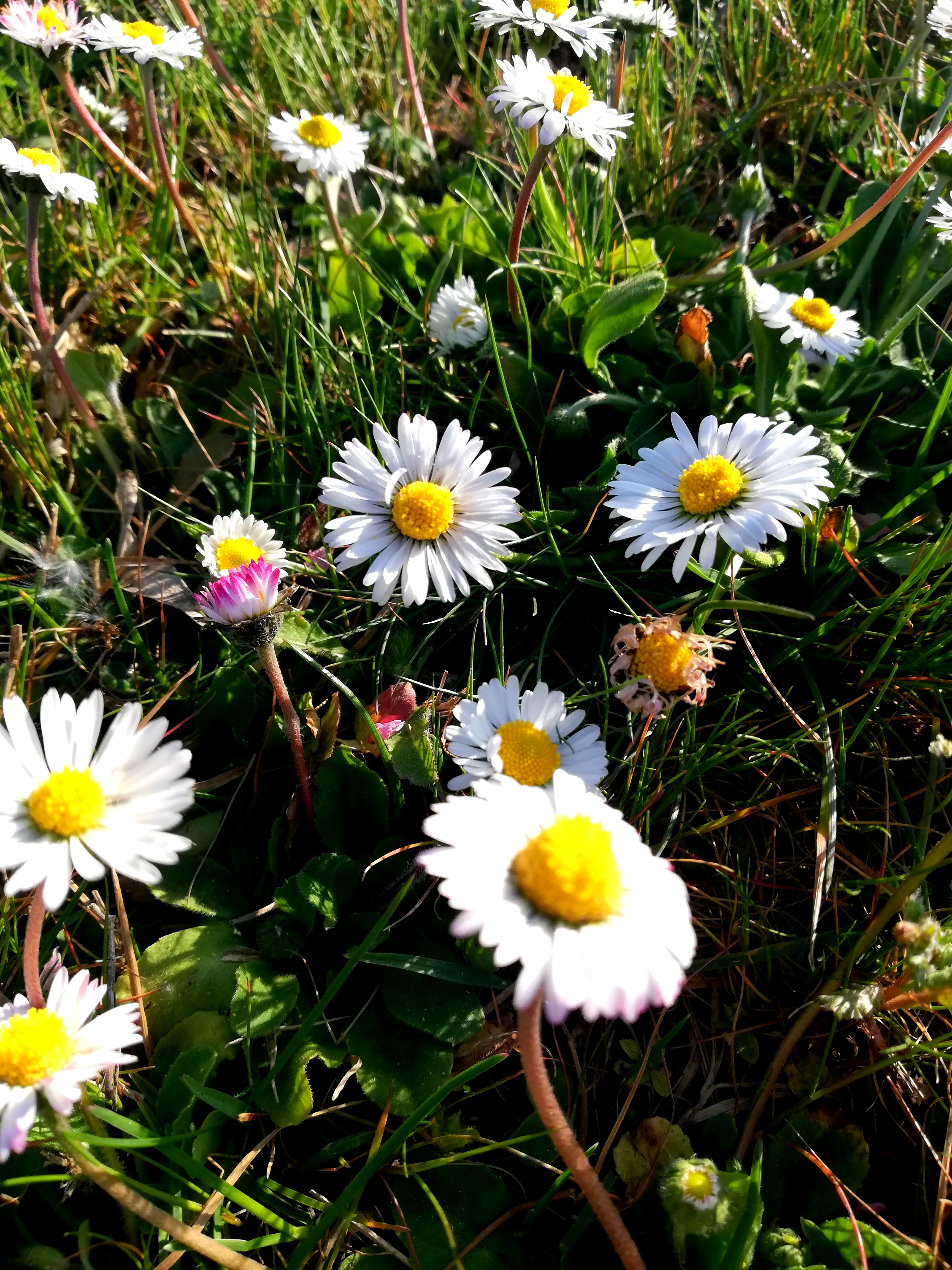 Margherite di negrielisa