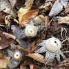 Flase earthstar