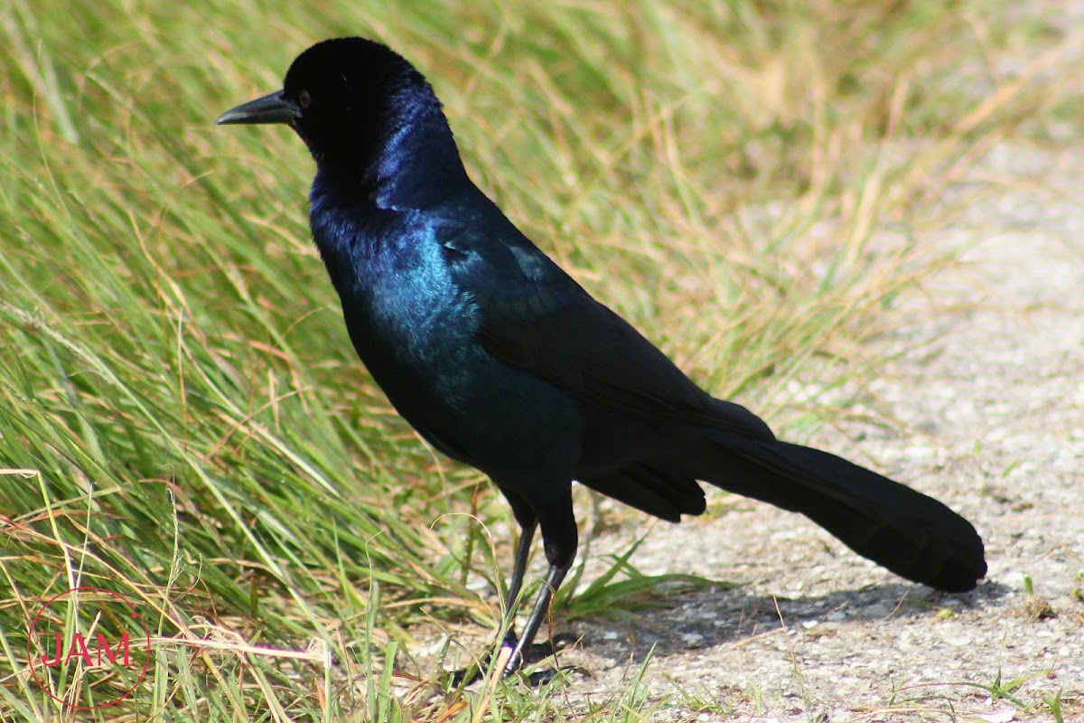 Boat-tailed Grackle (male)