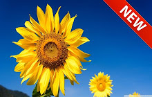 Sunflowers Wallpaper HD Custom New Tab small promo image